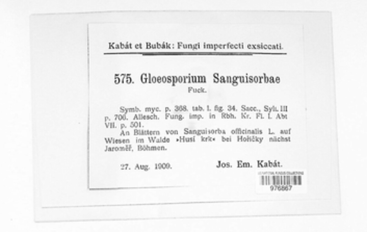 Discula sanguisorbae image